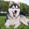 Petit_husky